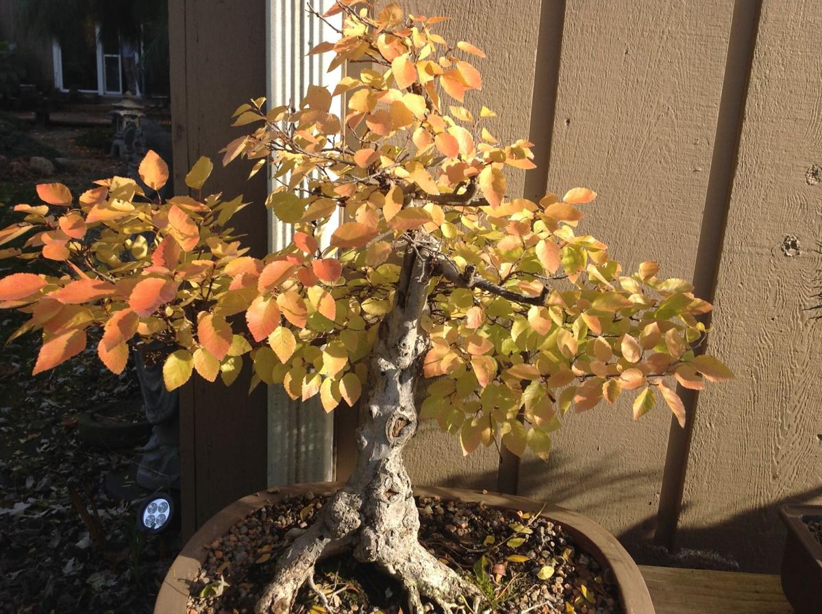 Garden Show Focuses On The Bonsai Home Garden Nwitimes Com