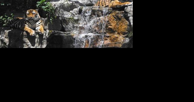 Big cat habitat taking shape - Vimarsana News