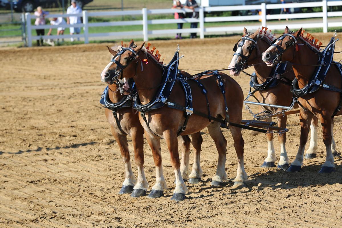Draft horse competitions show off majesty, agility of big equines ...