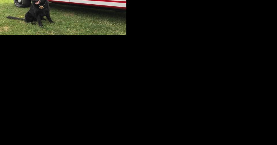 Dog, first responders rescue missing 85-year-old man - Vimarsana News