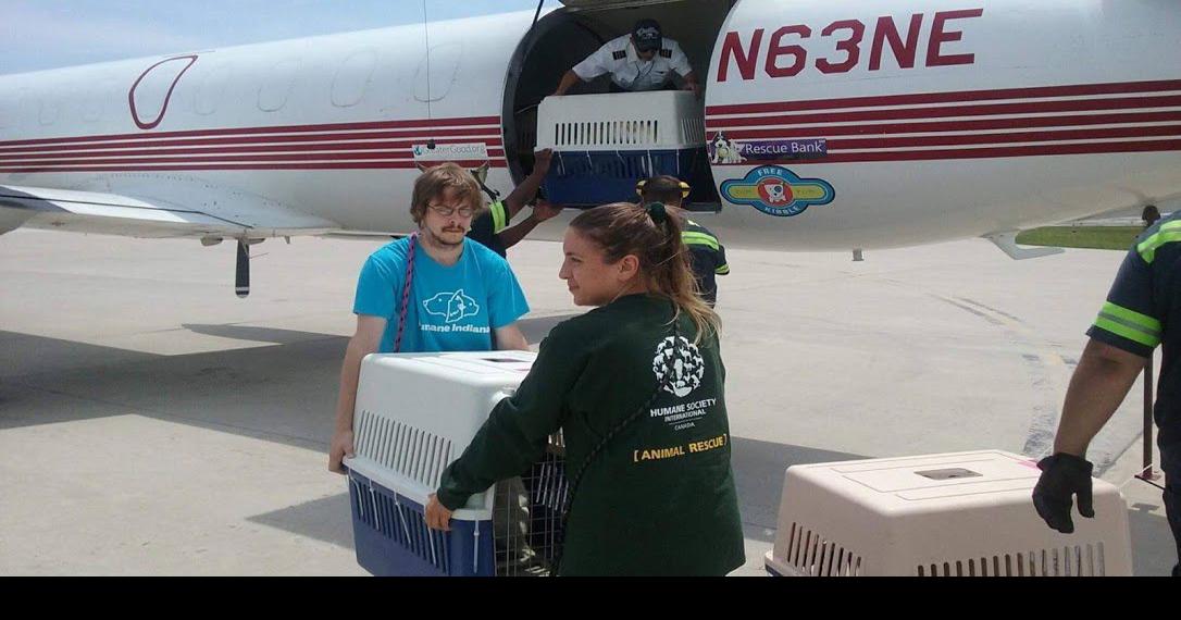 Dogs raised for slaughter rescued by Munster animal shelter