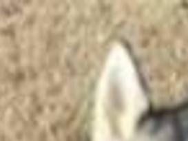 Rescue Groups Left To Wonder What Became Of Dog S Body Lake County News Nwitimes Com