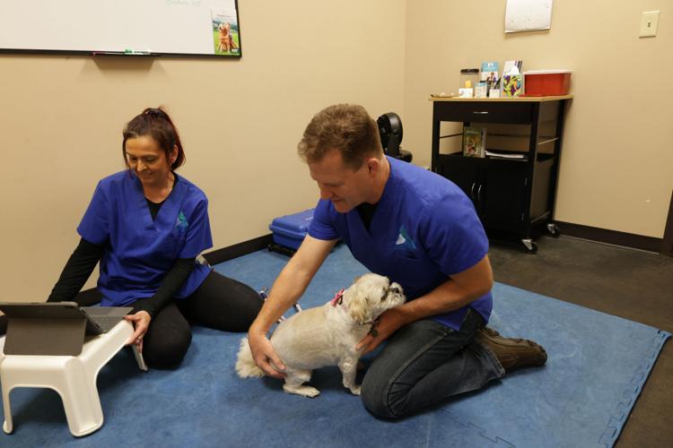 Chiropractic care can help pets with everything from injuries to age-related issues
