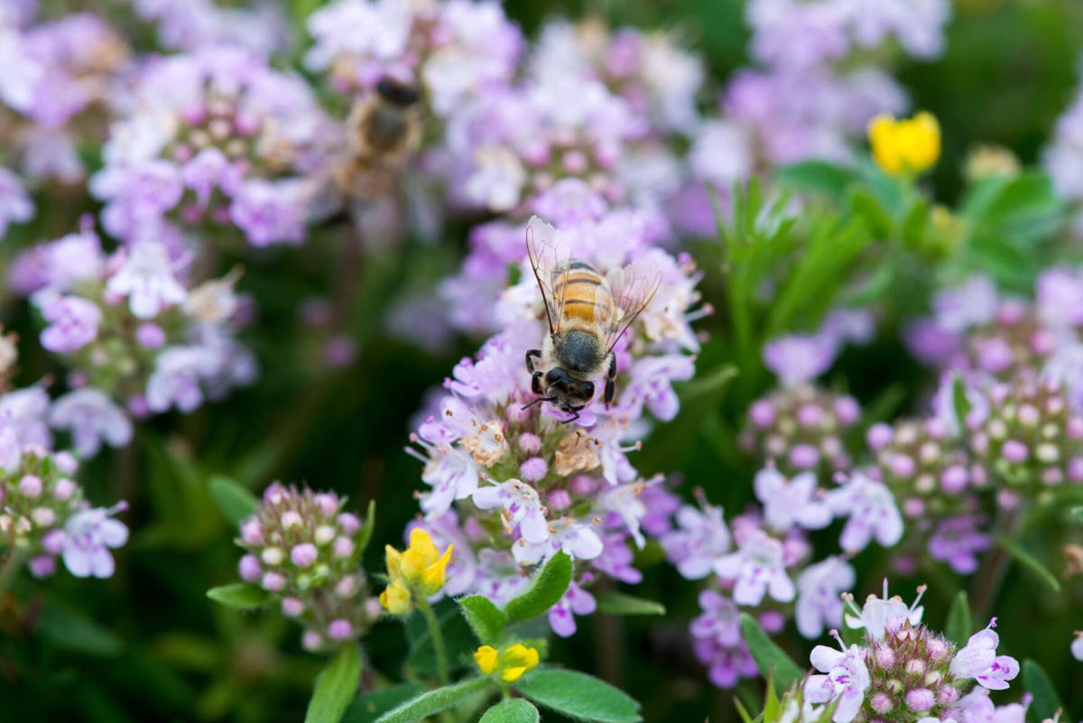 Planting different types of tiny flowering plants among grass stalks is a great way to attract bees and other pollinators that help keep our farms productive and our produce aisles well-stocked.