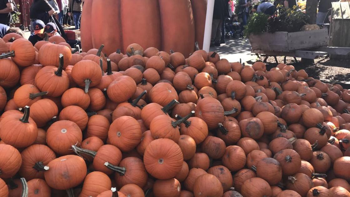 Versatile gourd adds fiber, flavor and health benefits to fall foods | Food and Cooking