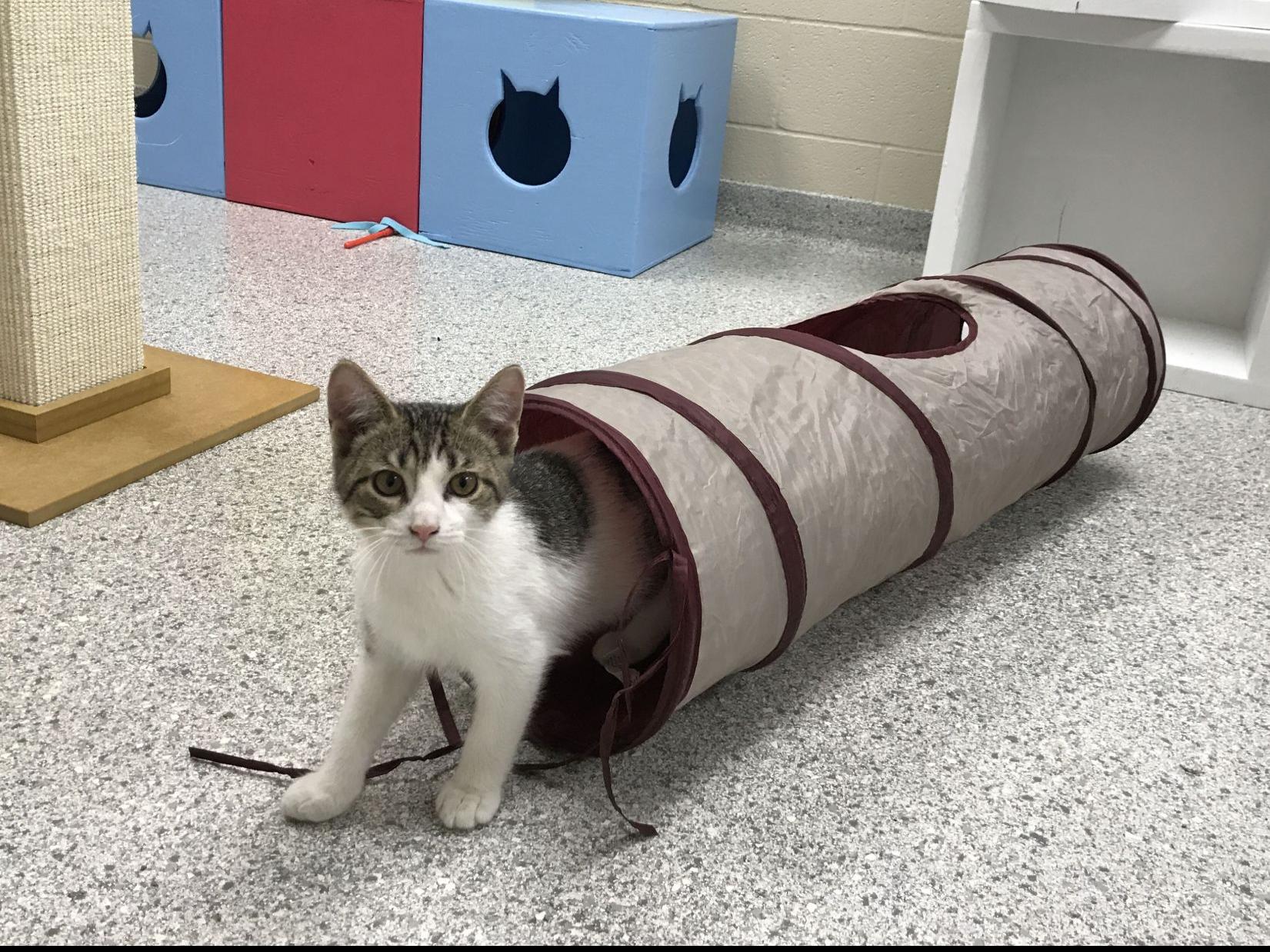 A Doggone Happy Day At New Animal Shelter Government And Politics Nwitimes Com