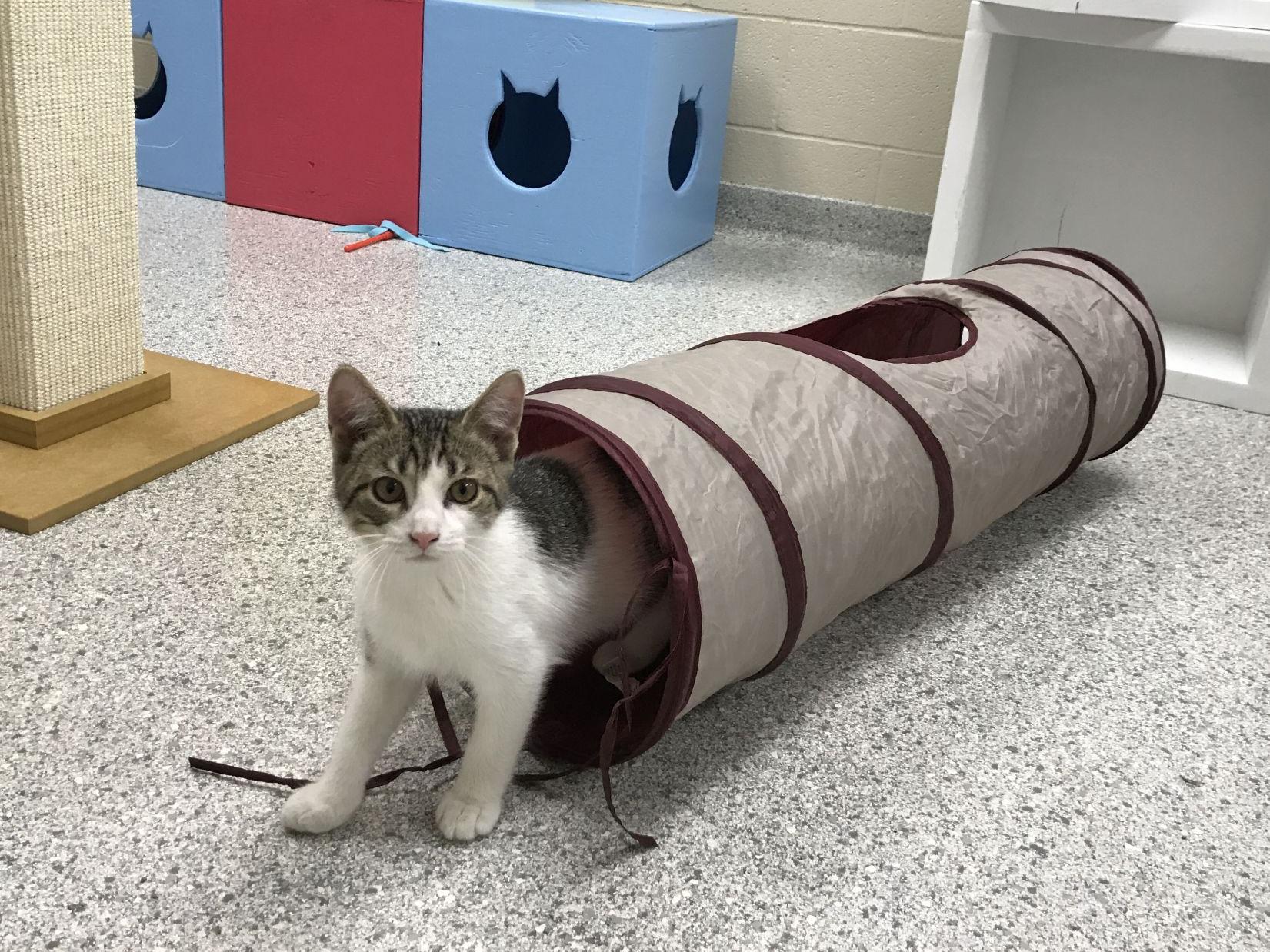 A Doggone Happy Day At New Animal Shelter Government And Politics Nwitimes Com