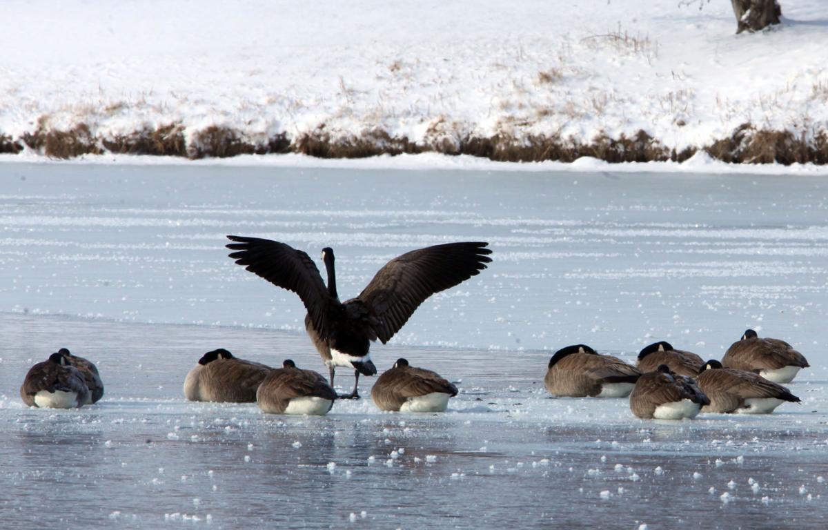 Geese and gulls on the lake at Centennial Park