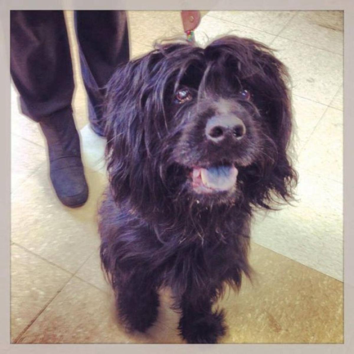 Pet Of The Week Bill Bailey Pets Nwitimes Com