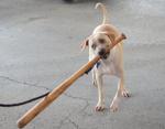 Orland Township's 10th Pet-Palooza