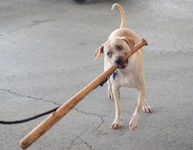 10th annual Orland Township Pet-Palooza