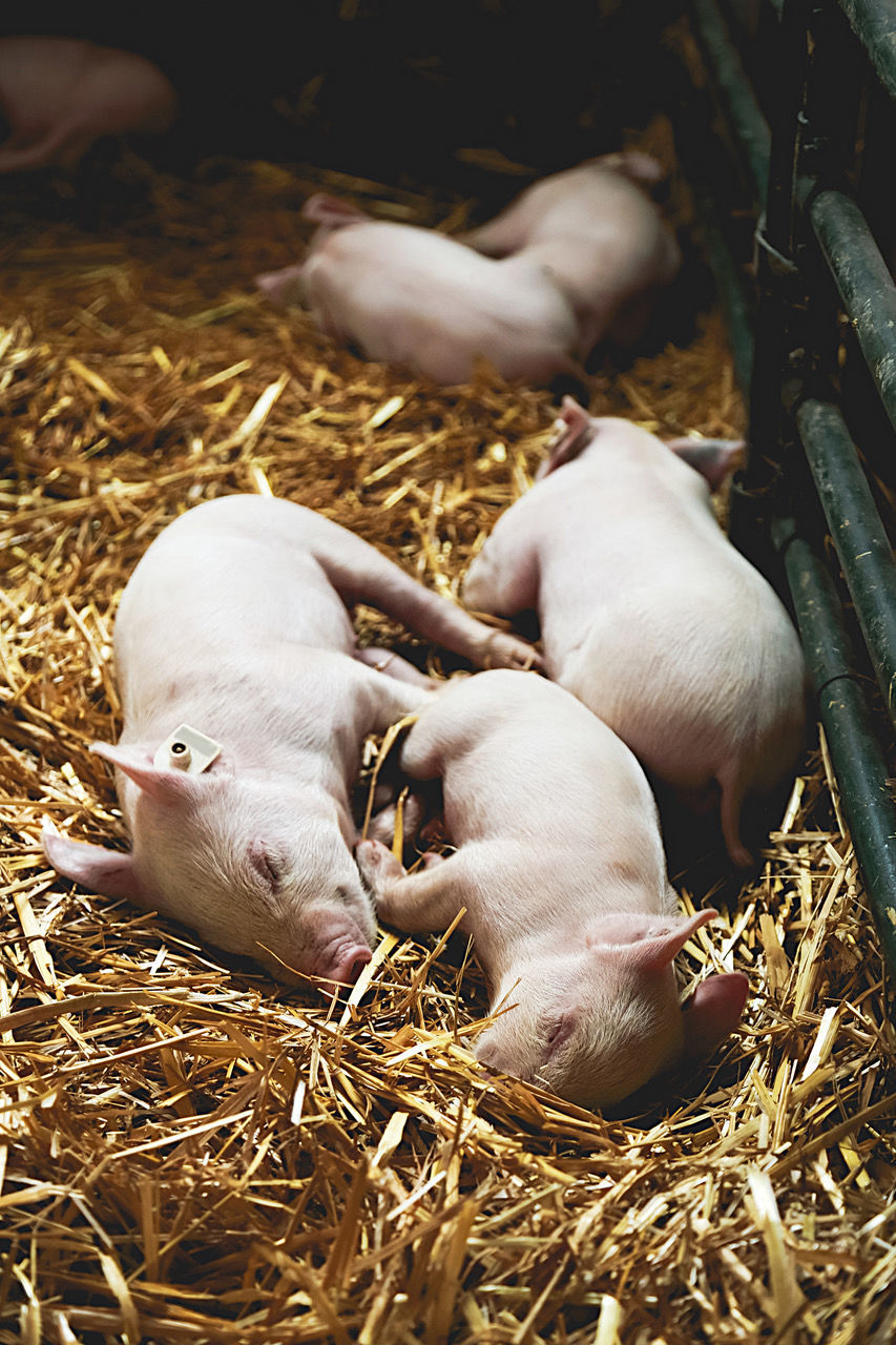 In first year at Porter County Fair, birthing barn to reveal the