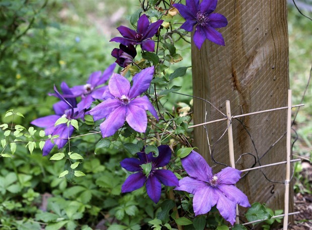 When—and How—to Prune Clematis Home And Garden