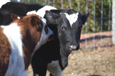 Farm Before Table In Zeeland And Holland Market Hosts Seasoned