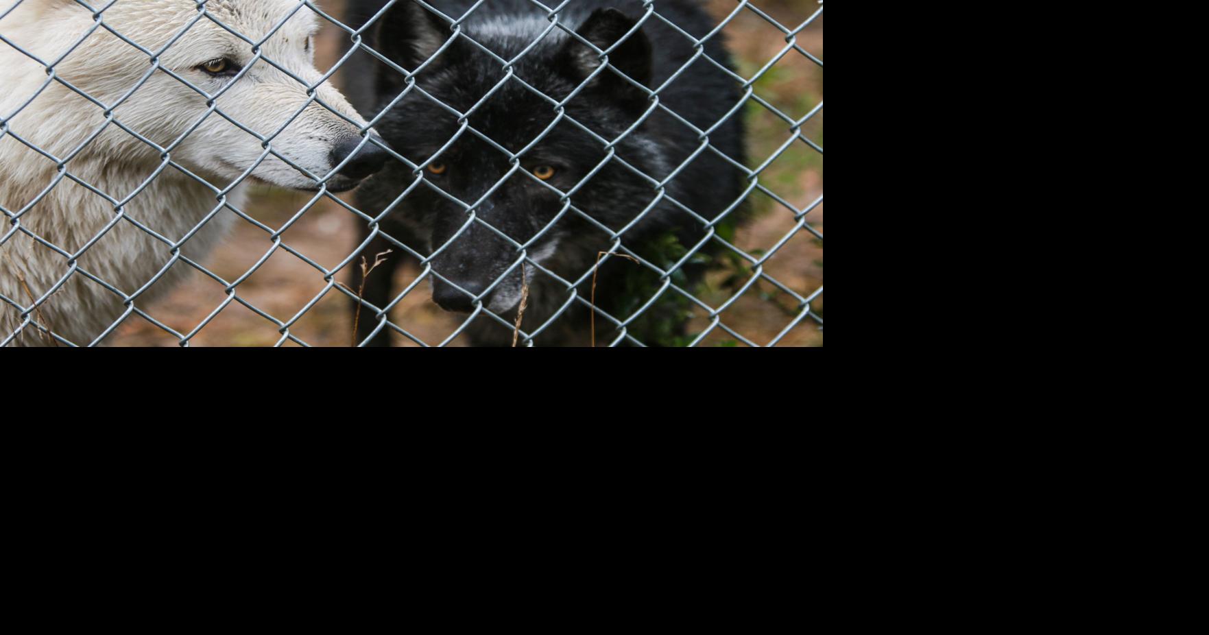 Employee still in medical care, wolf exhibit reopened after attack at NWI zoo