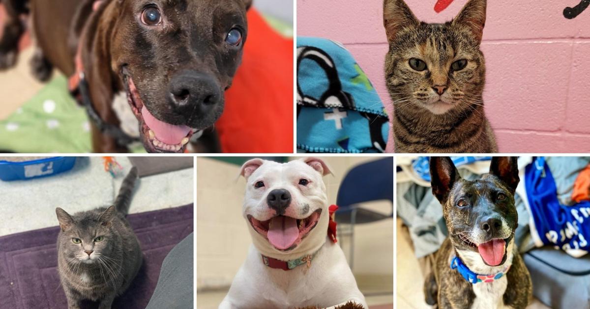 Region animal shelters overcrowded during holidays; effort ways to ...