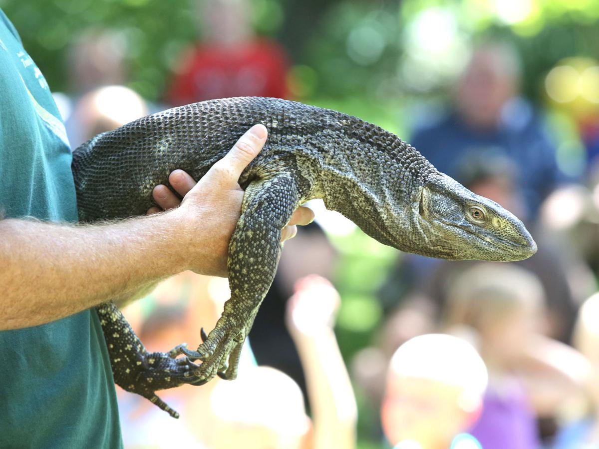 Gallery: Dave DiNaso's Traveling World of Reptiles at Lowell Public Library