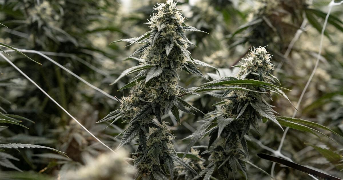 Will medicinal marijuana finally be legal in Indiana in 2027?