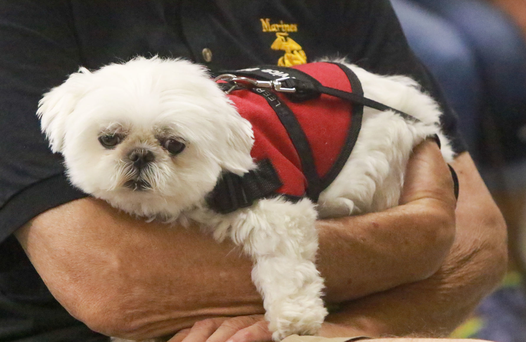 Shih tzu 2025 service dog vest