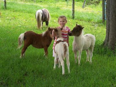 knapp knee miniature annual horse farm open 5th barn nwitimes
