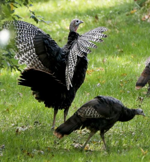 Turkeys