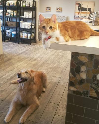 Lowell Animal Hospital to double its space in expansion Lowell Animal Hospital to double its space in expansion