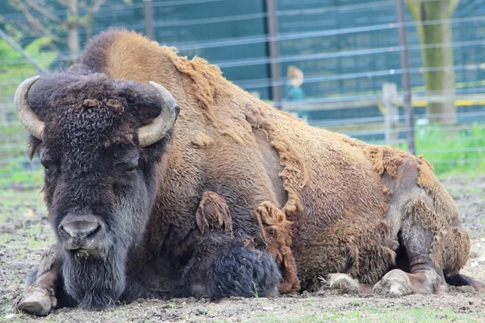 Gallery Mother's Day at Brookfield Zoo Digital Exclusives Photo