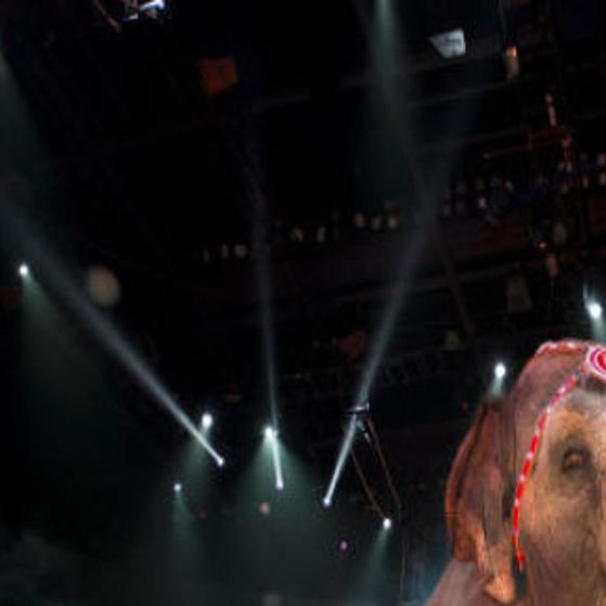 Tricks And Treats Ringling Bros And Barnum Bailey Circus Celebrating 143rd Year Theatre Nwitimes Com