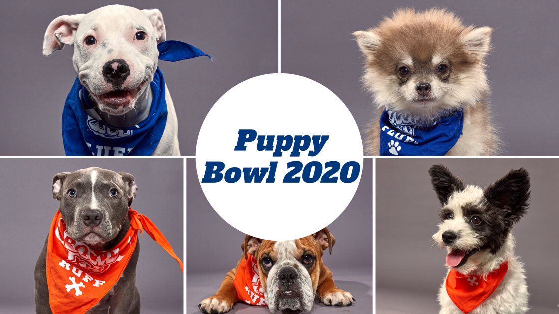 Team Ruff vs Team Fluff Meet the starting lineup of Puppy Bowl XVI