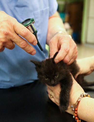 Indiana seeking to curb pet overpopulation at its source Indiana seeking to curb pet overpopulation at its source