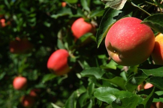 Tis the Season For Fresh Picked Apples!