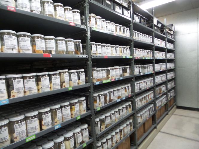 Will County chokeberry seeds getting their closeup in genetic preservation program