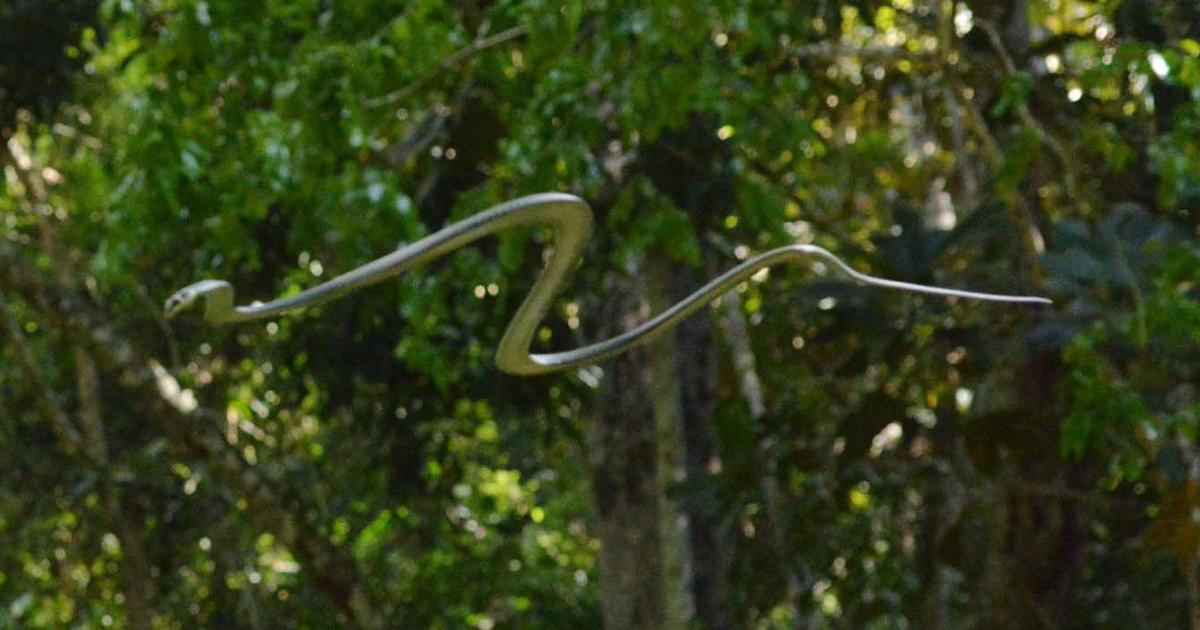 Flying snakes? Here's how they can glide through the air
