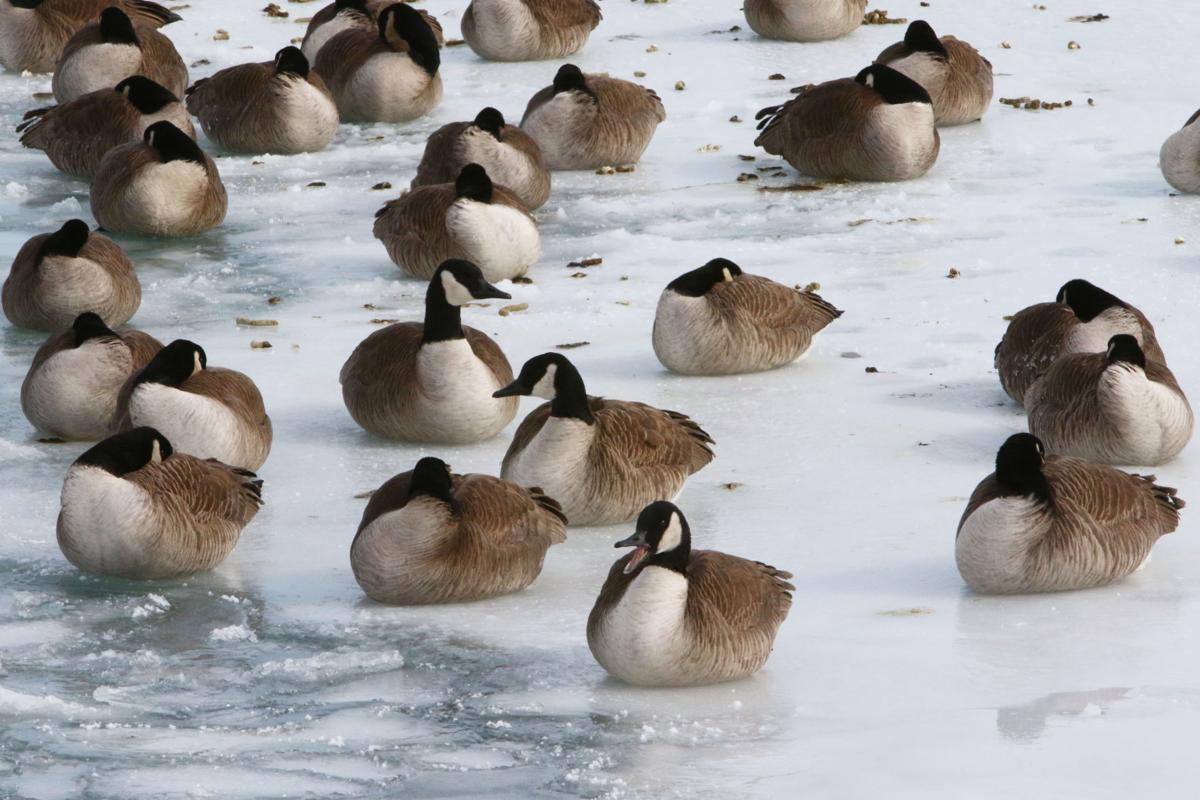 Geese and gulls at Whihala Beach