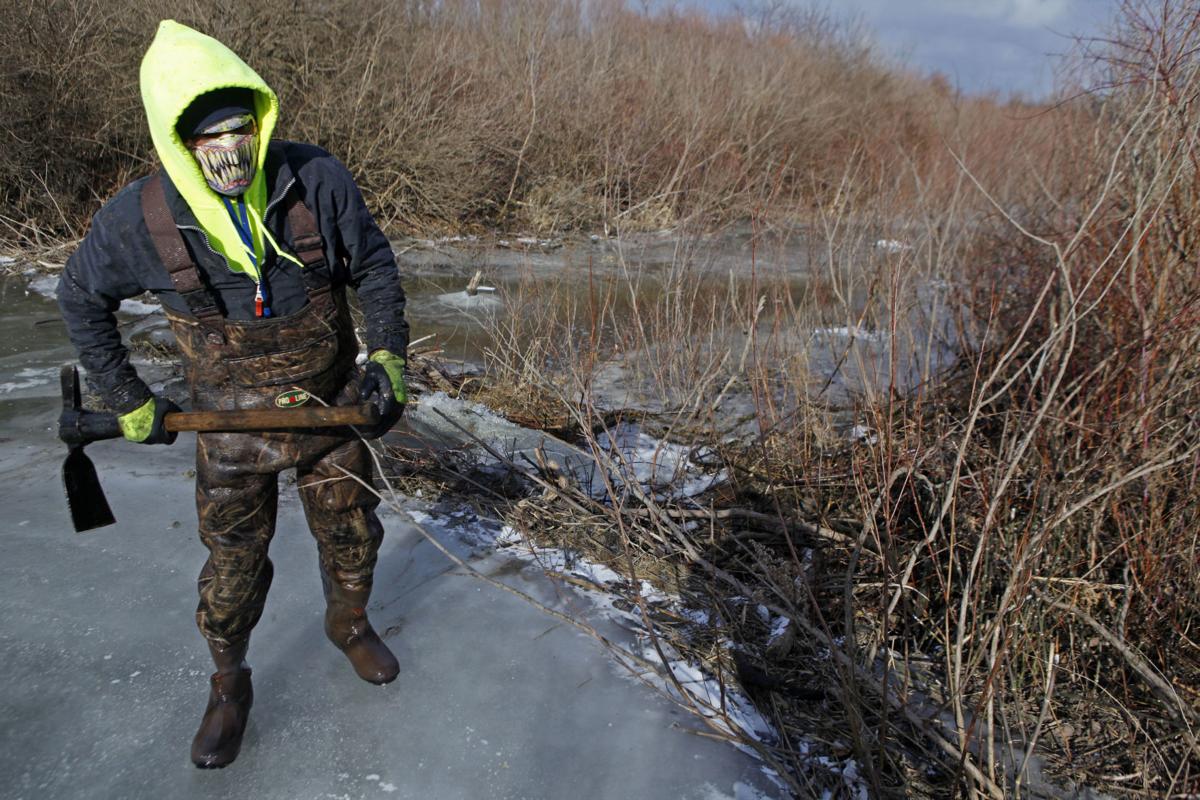 Some beavers can be a dam nuisance | Lake County News | nwitimes.com