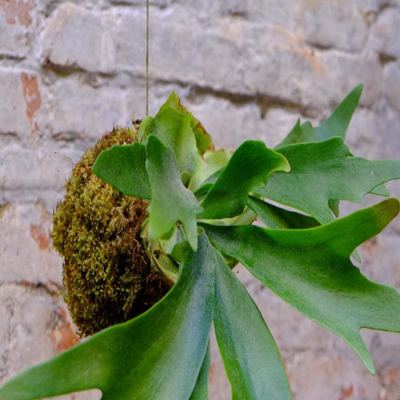 Kokedama: Japanese moss balls an easy alternative to bonsai | Home & Garden  | nwitimes.com
