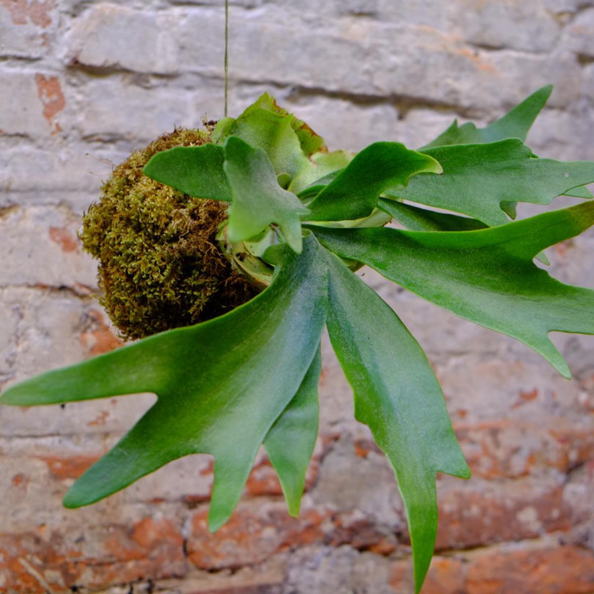 Kokedama: Japanese moss balls an easy alternative to bonsai | Home & Garden | nwitimes.com Kokedama: Japanese moss balls an easy alternative to bonsai | Home & Garden | nwitimes.com
