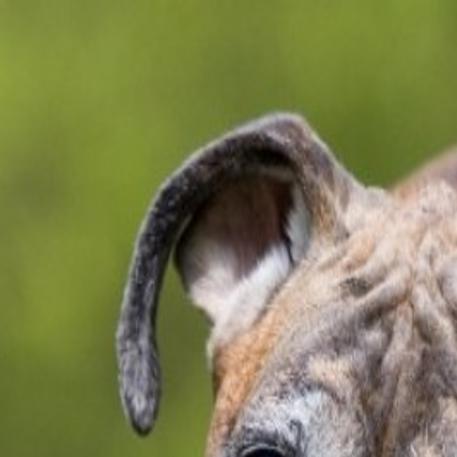 How Do I Know If My Dog Has A Brain Tumour - Elements Of Oncology Strategies For Managing Cancer Pain In Dogs Cats / You can only know by seeing an improvement with your interaction with her.