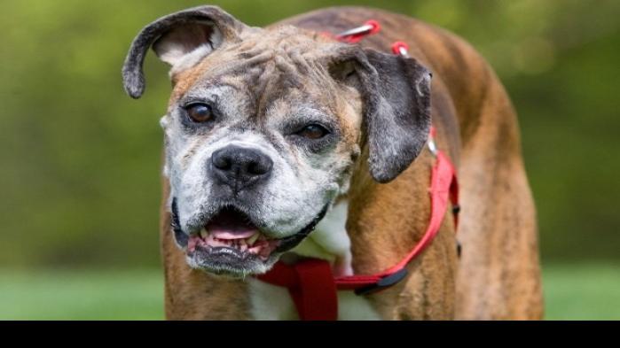 Local Dog Gets Experimental Treatment For Brain Tumor