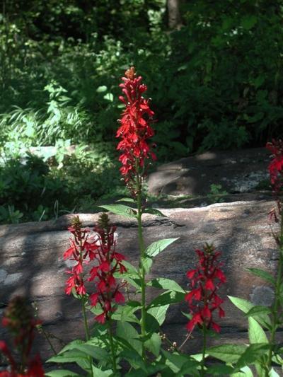 The bright red cardinal flower livens up the shade