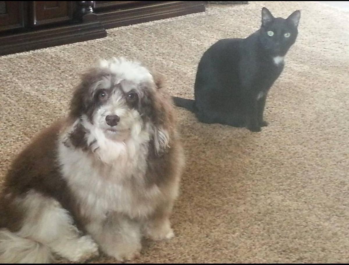 Local dog rescuer charged with animal cruelty