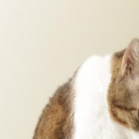 Paw Preference Tests Can Be Fun For Your Pets Pets Nwitimes Com