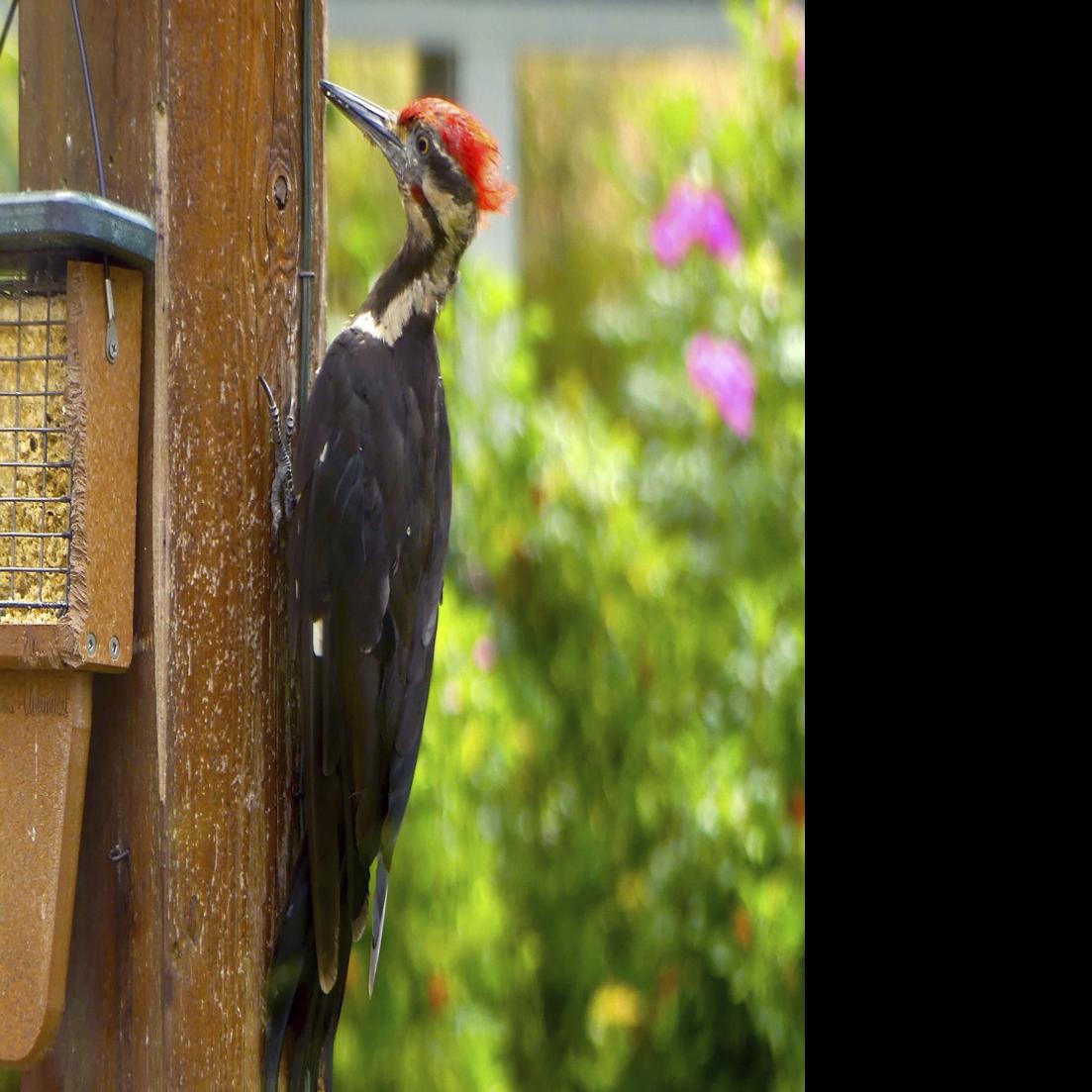 Woodpecker Damage Try Scare Tactics Redirection Home Garden Nwitimes Com