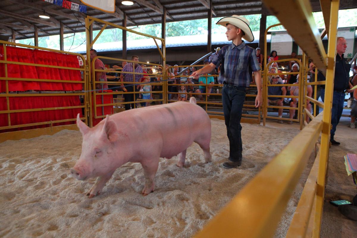 4H Large Animal auction herds potential buyers to the Lake County Fair