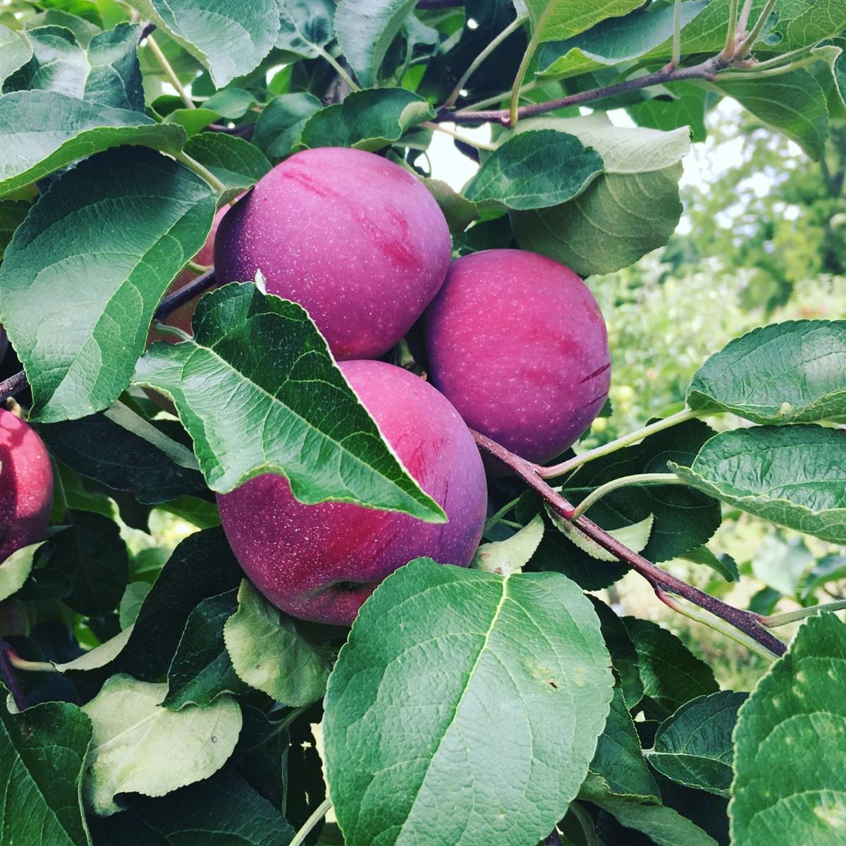 orchard
