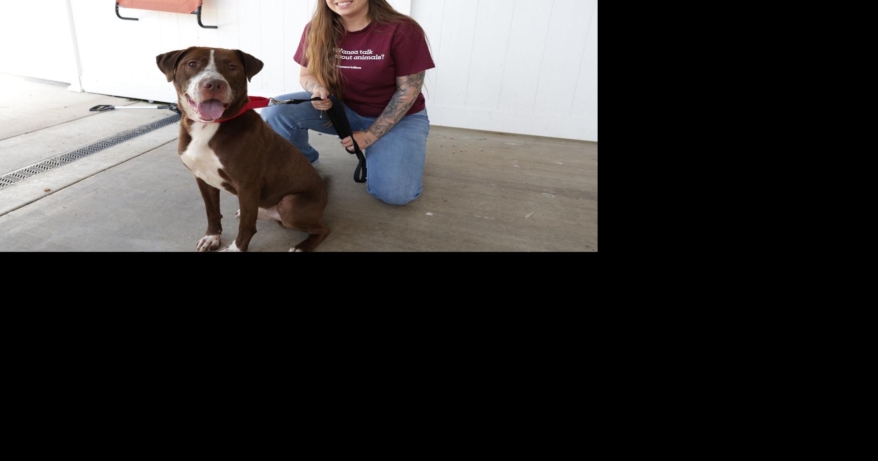 Dogs, cats need time, direction to embrace new surroundings