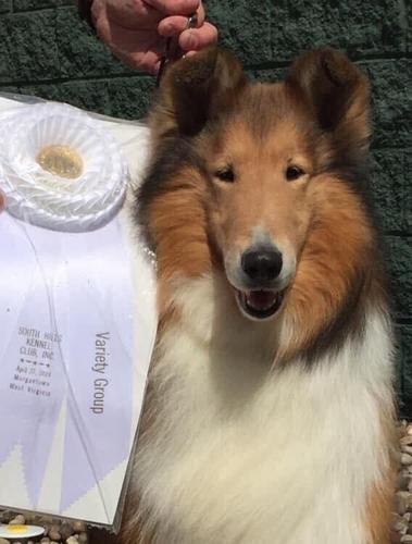 Westminster 'best of' is the leader of the pack at Rohde Collies