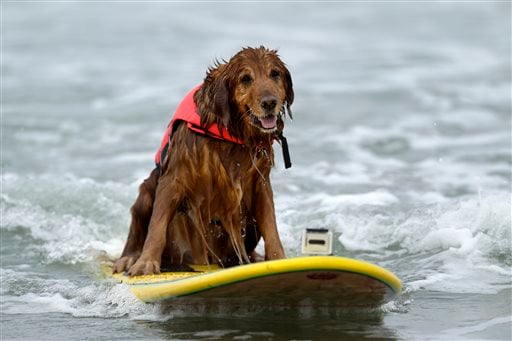 Dogs day afternoon: dress your pooch for the beach