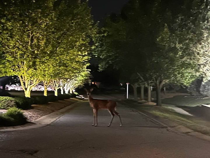 Hundreds of deer have turned up dead in Porter County, leading the