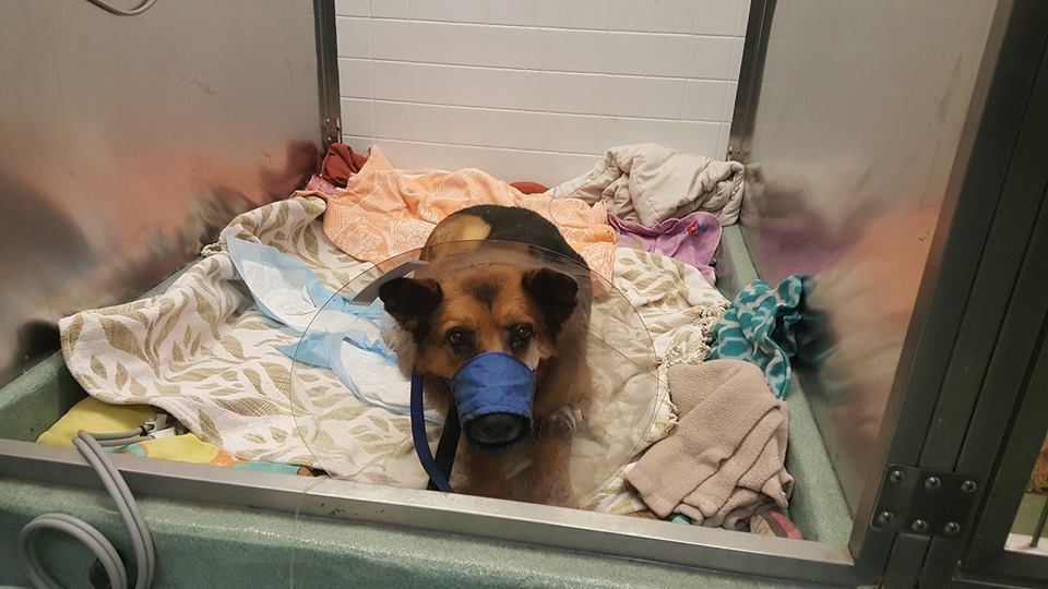 Lake County Police Dog Retired After Shooting Crime And Courts Nwitimes Com